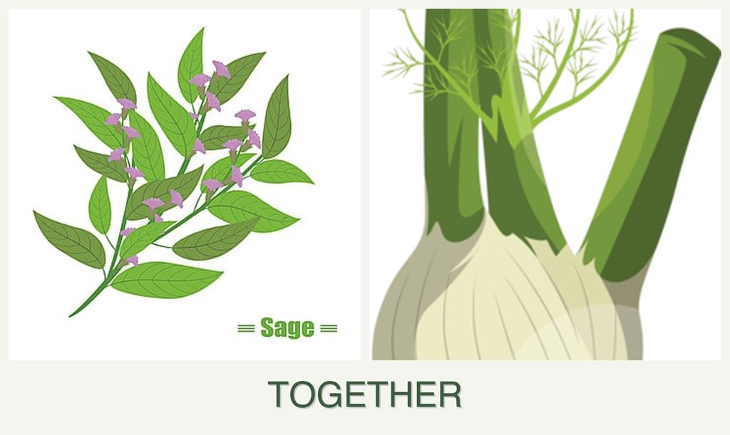 Can you plant sage and fennel together?