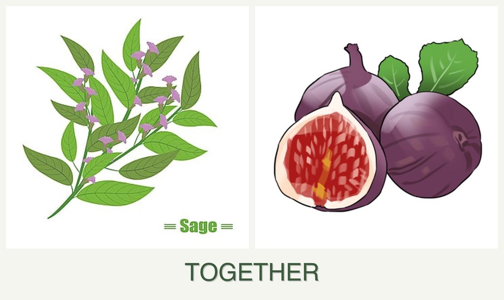 Can you plant sage and figs together?