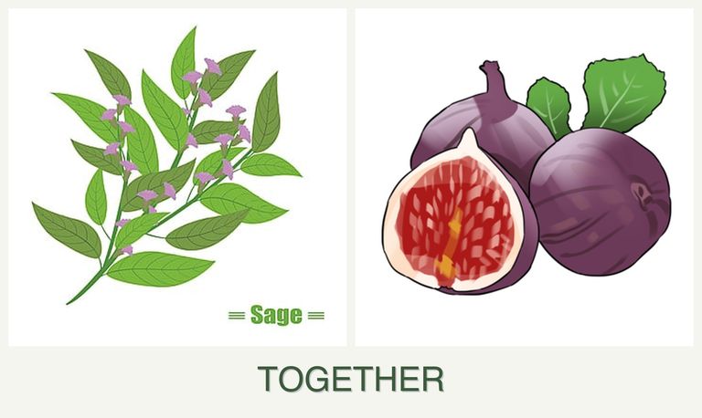 Can you plant sage and figs together?