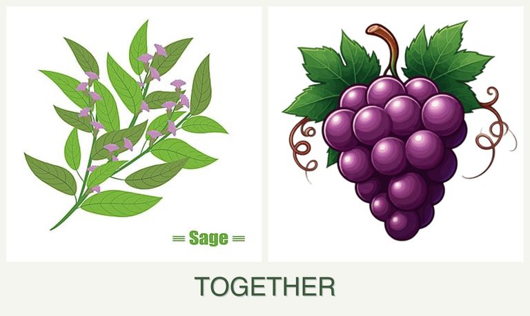 Can you plant sage and grapes together?