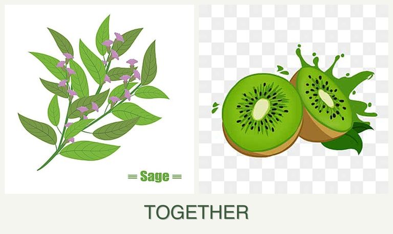 Can you plant sage and kiwi together?