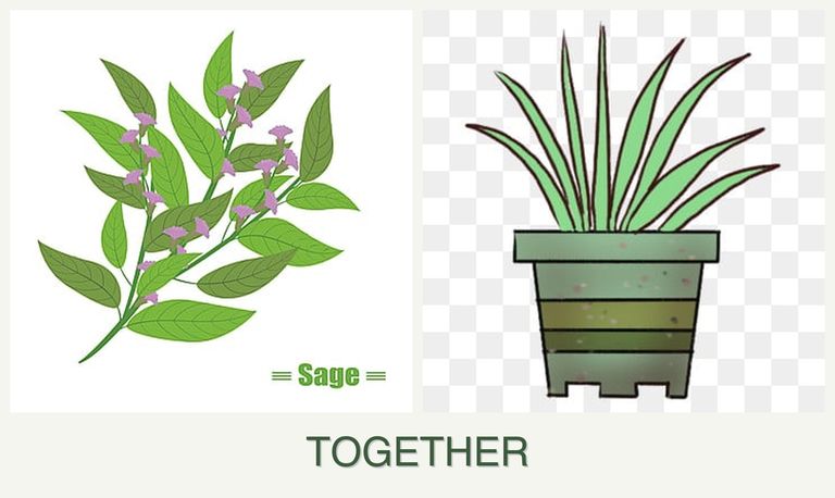 Can you plant sage and lemongrass together?