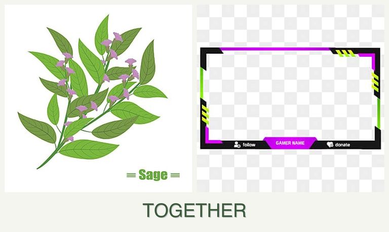 Can you plant sage and limes together?