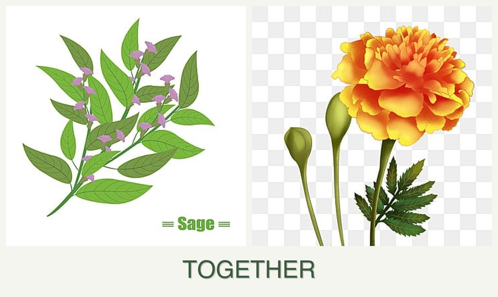 Can you plant sage and marigolds together?
