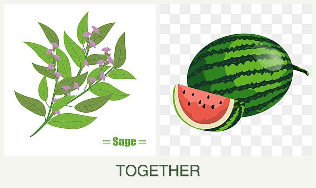 Can you plant sage and melons together?