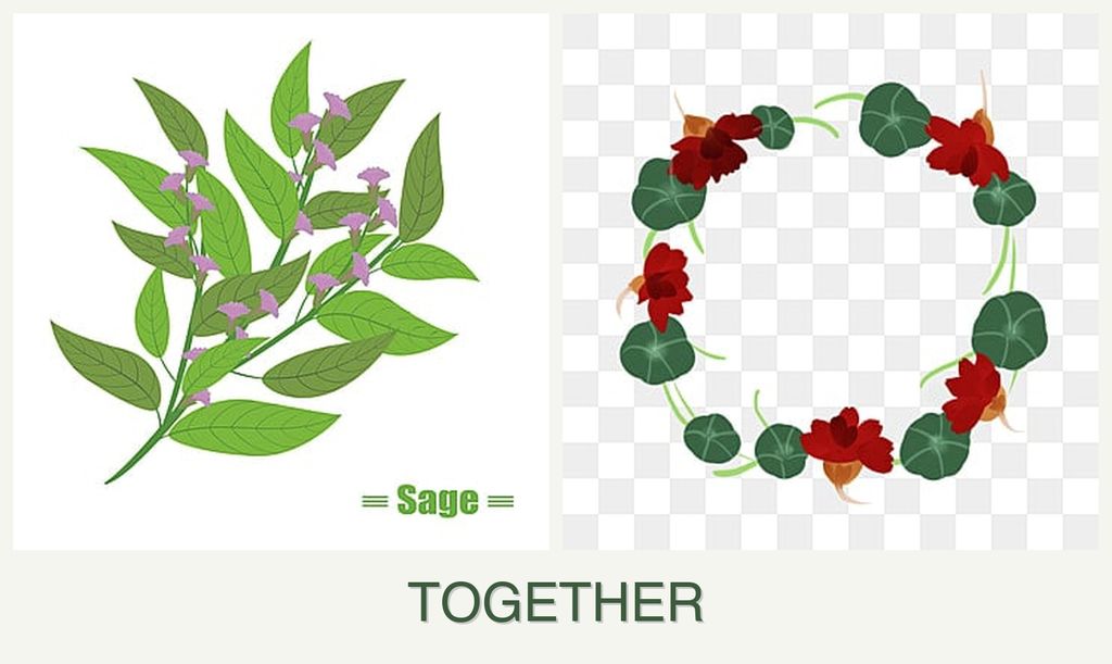 Can you plant sage and nasturtiums together?