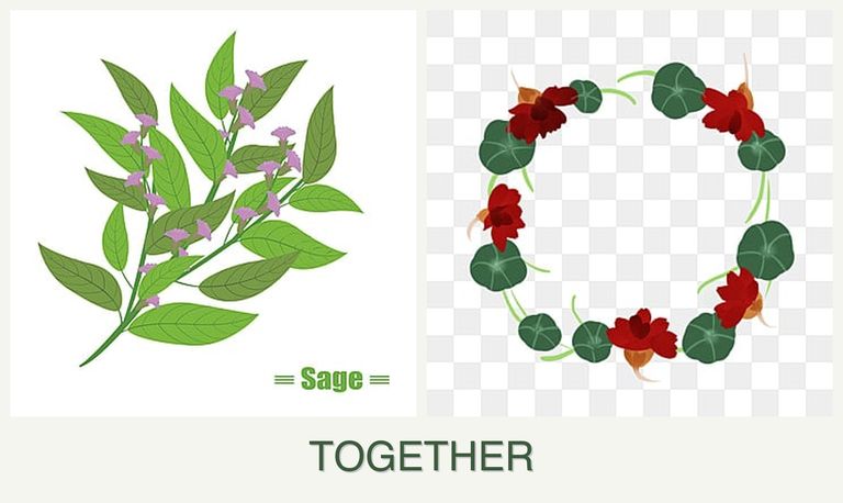 Can you plant sage and nasturtiums together?