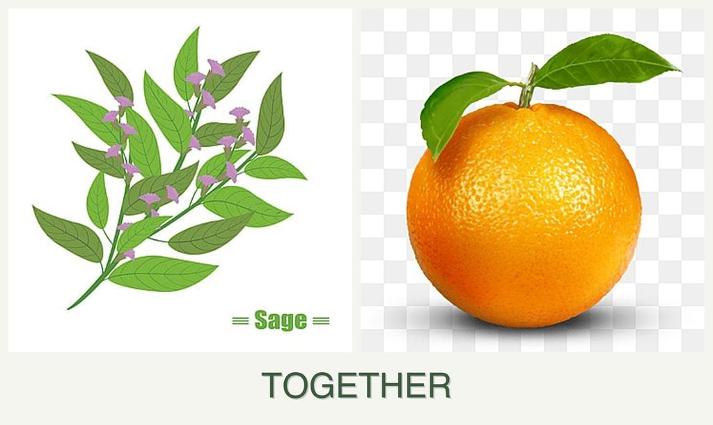 Can you plant sage and oranges together?