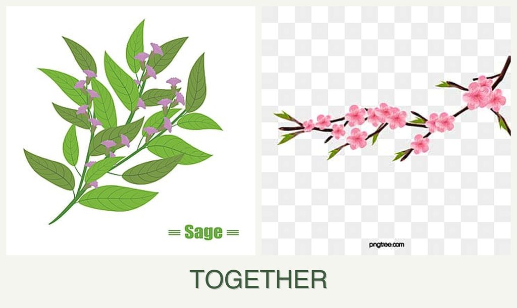 Can you plant sage and peaches together?