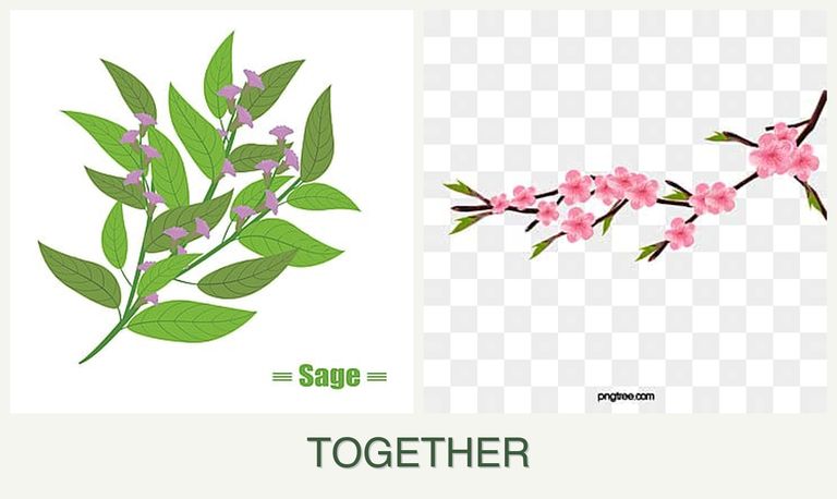 Can you plant sage and peaches together?