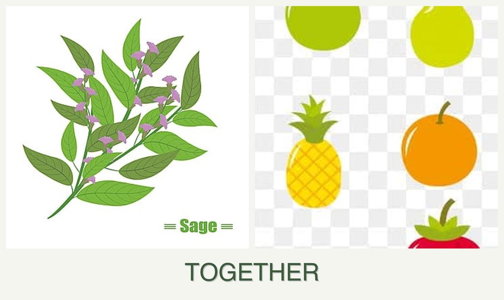 Can you plant sage and pears together?