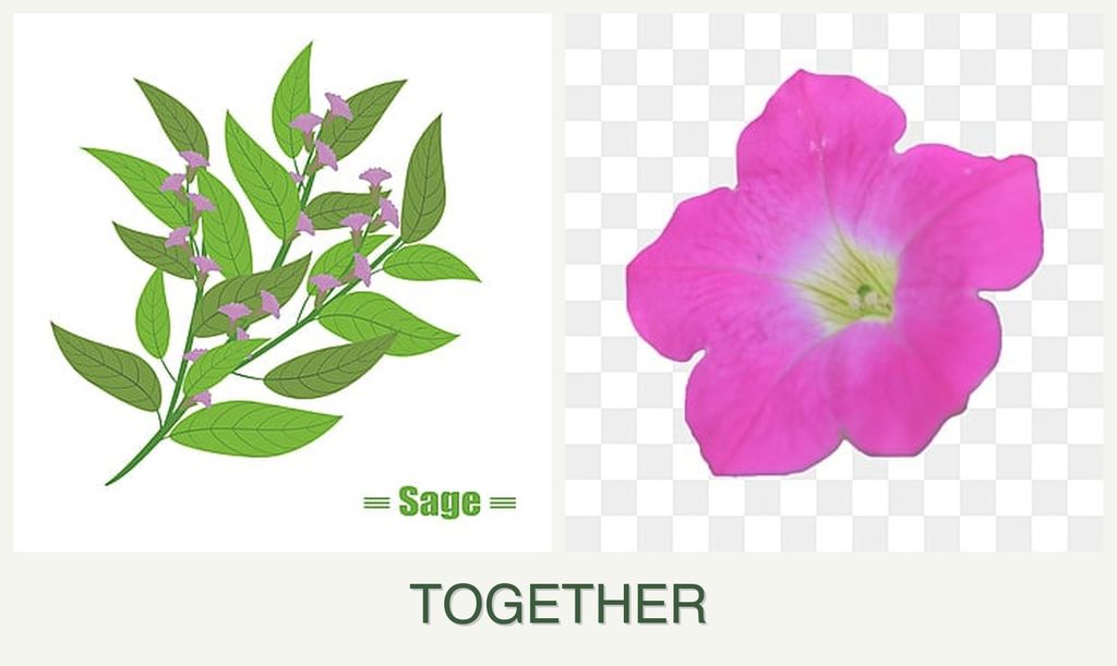 Can you plant sage and petunias together?