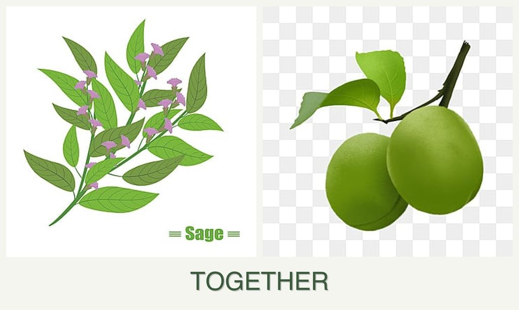 Can you plant sage and plums together?