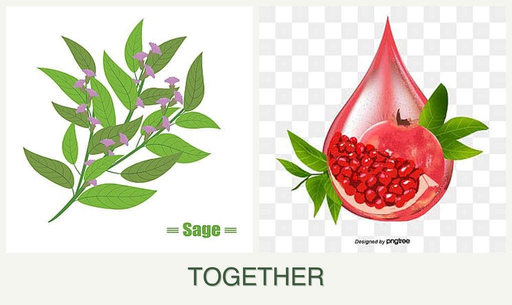 Can you plant sage and pomegranates together?