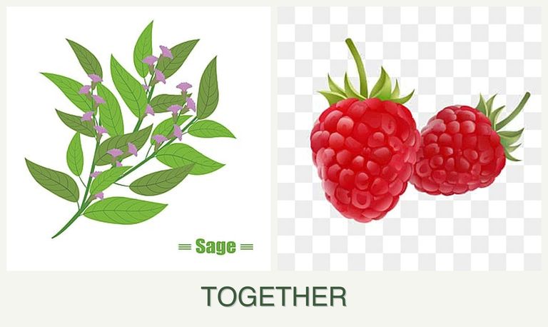 Can you plant sage and raspberries together?