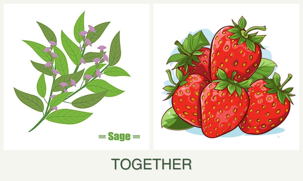 Can you plant sage and strawberries together?
