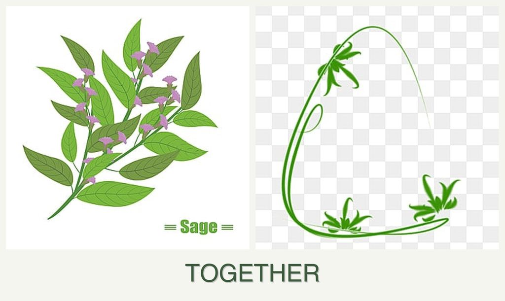 Can you plant sage and tarragon together?