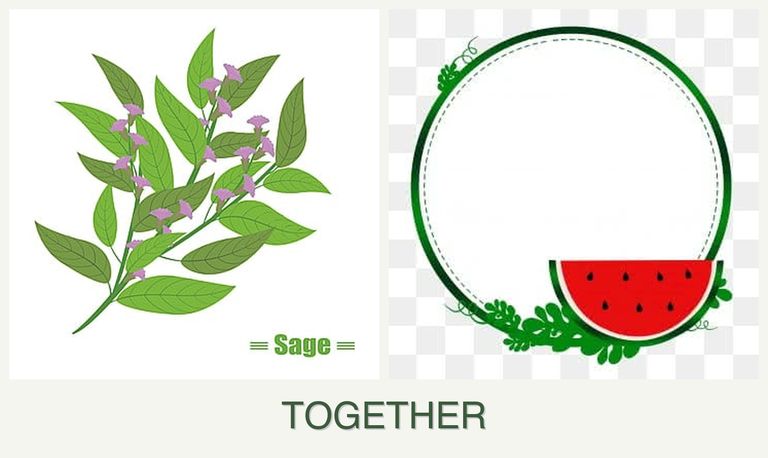 Can you plant sage and watermelons together?