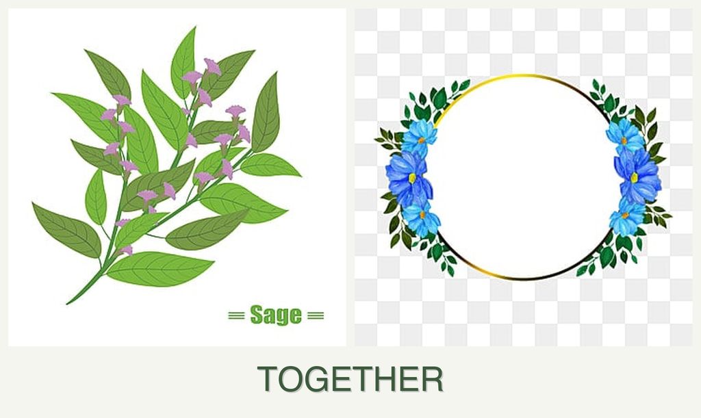 Can you plant sage and zinnias together?