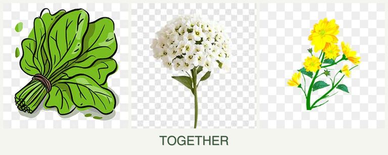 Can you plant spinach, alyssum and calendula together?