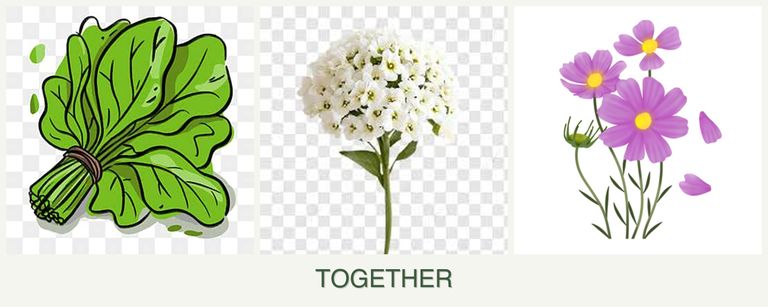 Can you plant spinach, alyssum and cosmos together?