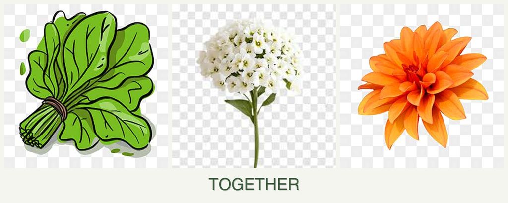 Can you plant spinach, alyssum and dahlias together?