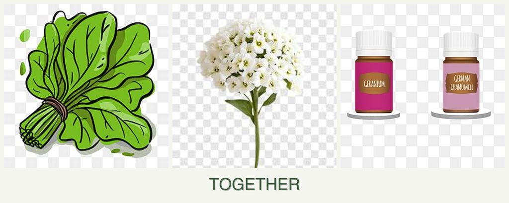 Can you plant spinach, alyssum and geraniums together?
