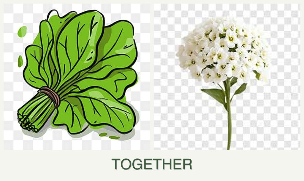 Can you plant spinach and alyssum together?