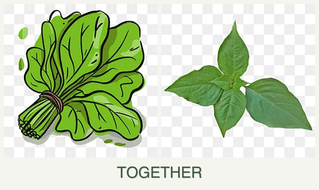 Can you plant spinach and basil together?