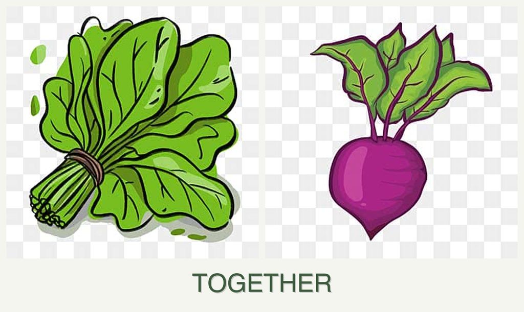 Can you plant spinach and beets together?