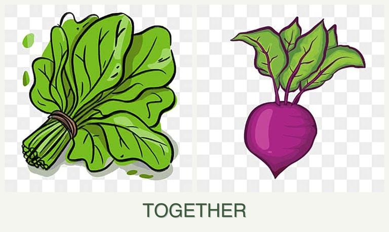 Can you plant spinach and beets together?