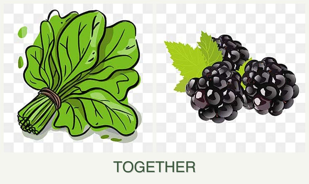 Can you plant spinach and blackberries together?