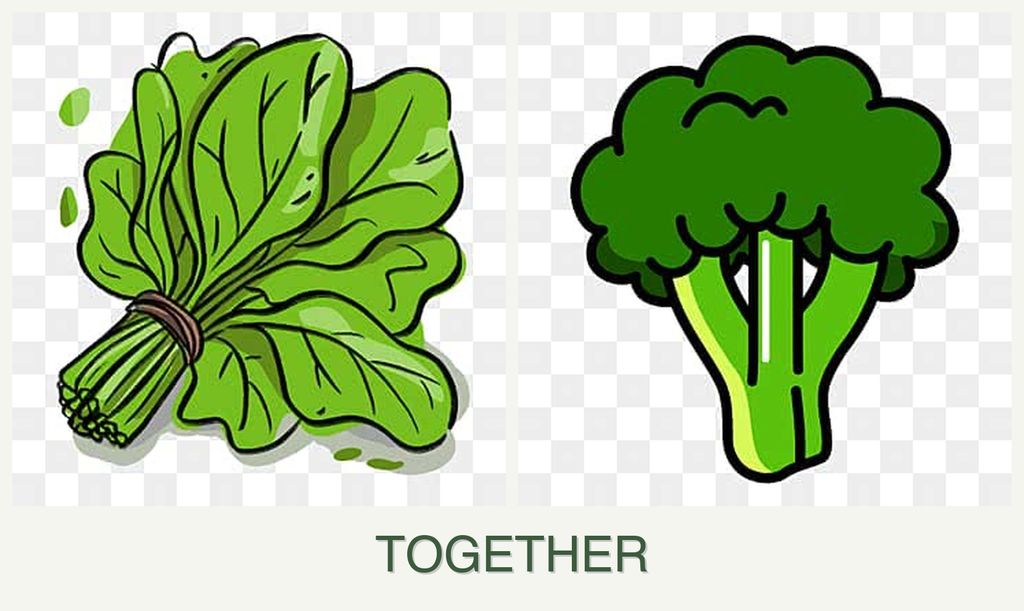 Can you plant spinach and broccoli together?
