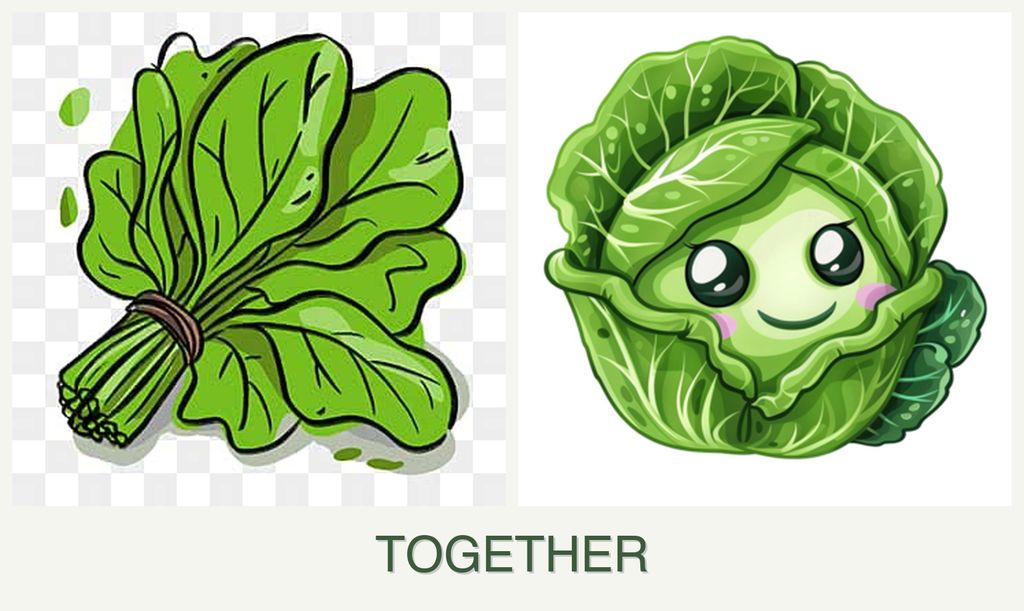 Can you plant spinach and cabbage together?