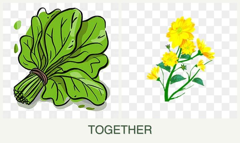 Can you plant spinach and calendula together?