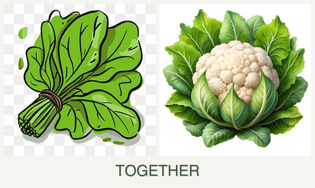 Can you plant spinach and cauliflower together?