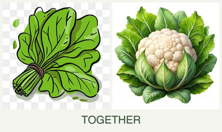Can you plant spinach and cauliflower together?