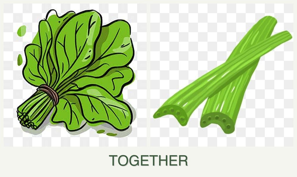 Can you plant spinach and celery together?