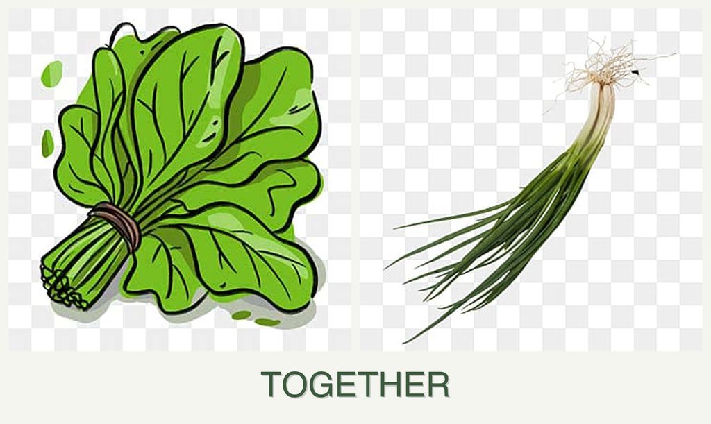 Can you plant spinach and chives together?
