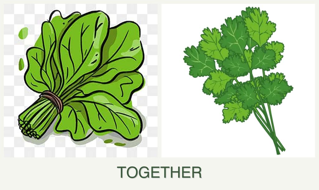 Can you plant spinach and cilantro together?