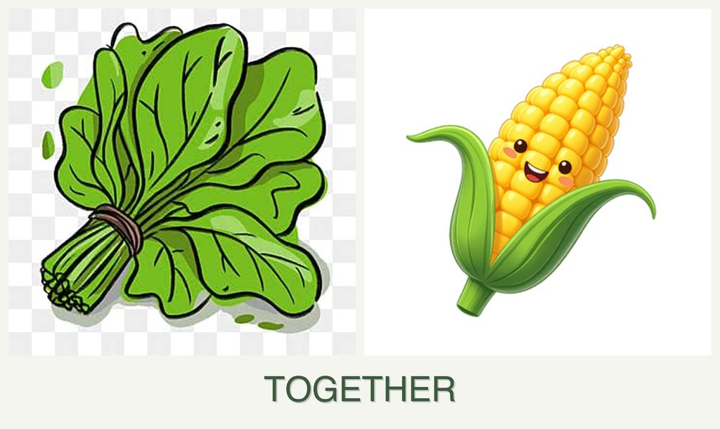Can you plant spinach and corn together?