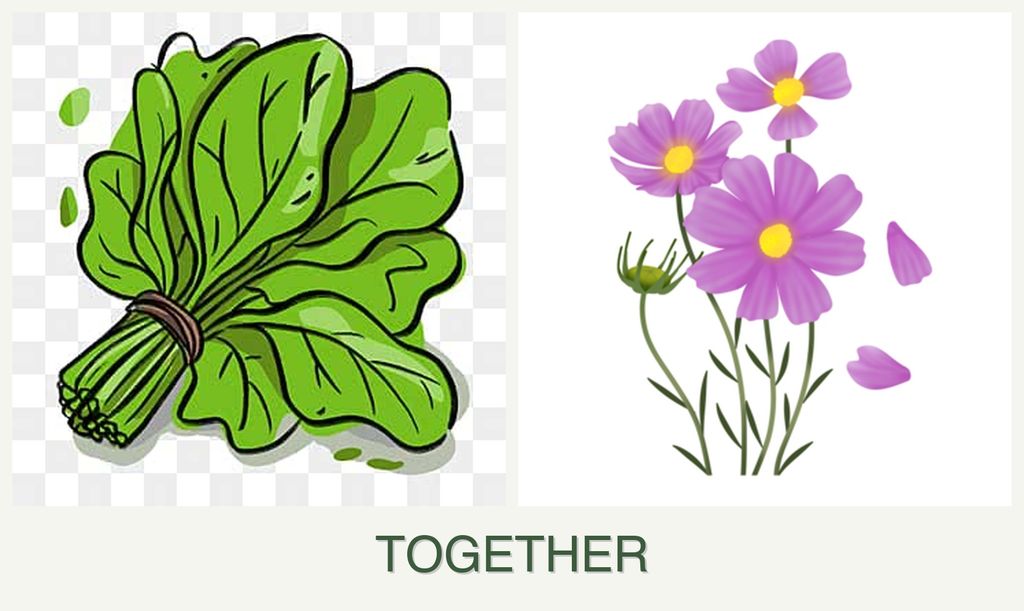 Can you plant spinach and cosmos together?