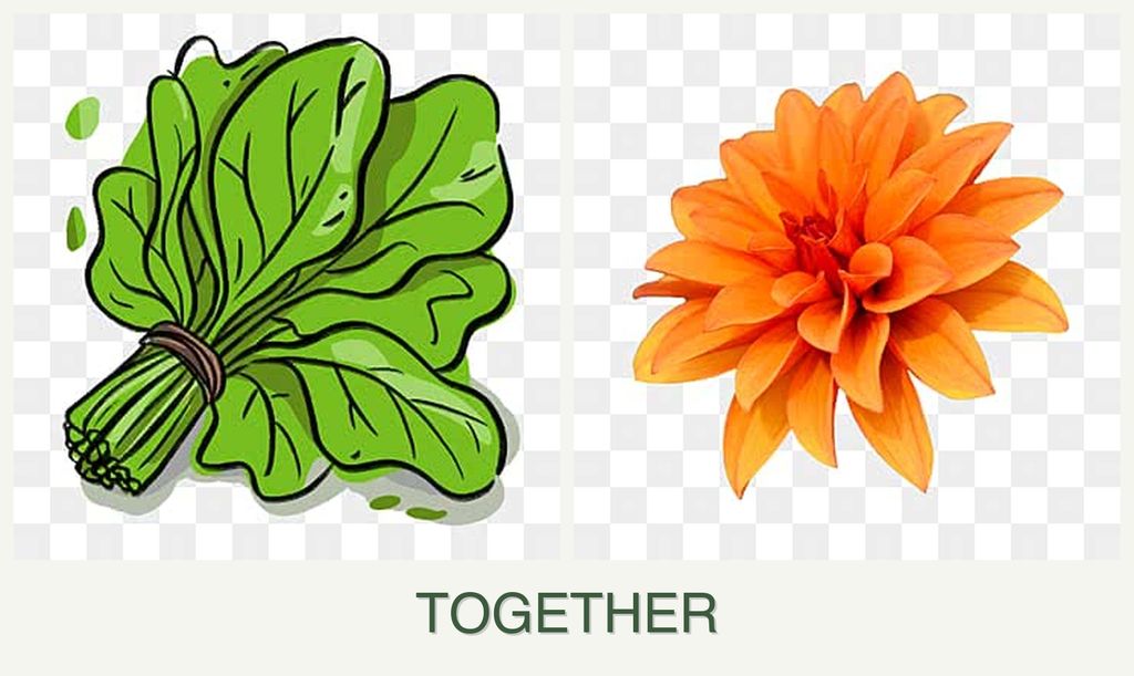 Can you plant spinach and dahlias together?