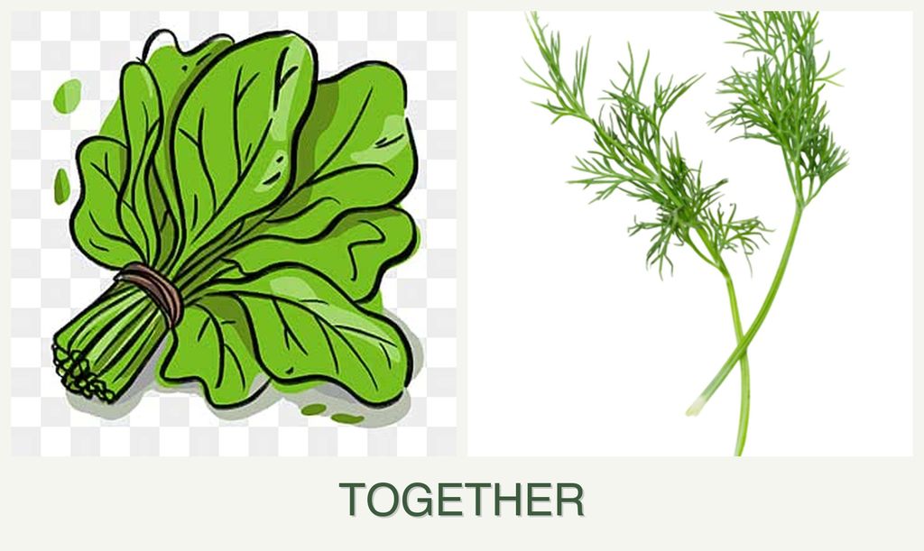 Can you plant spinach and dill together?