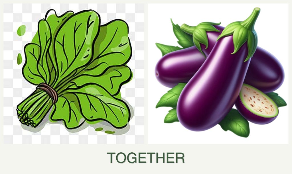 Can you plant spinach and eggplant together?