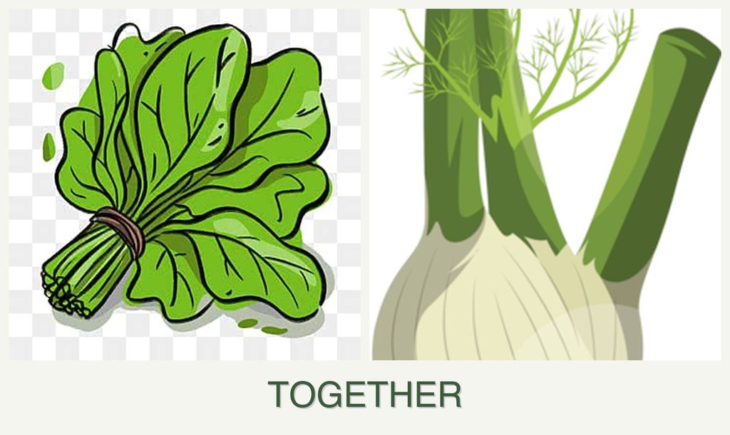 Can you plant spinach and fennel together?