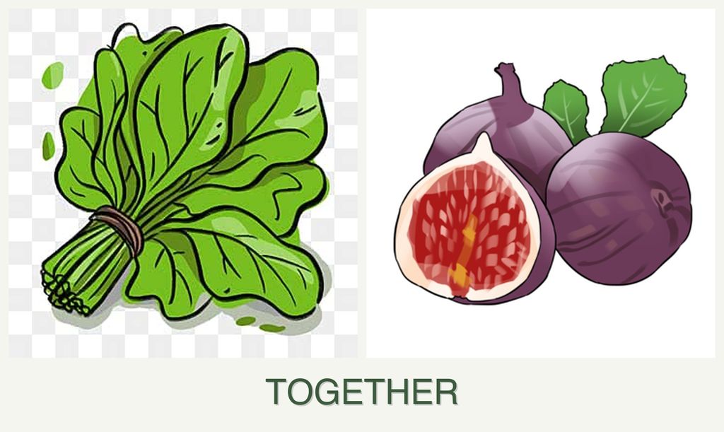 Can you plant spinach and figs together?