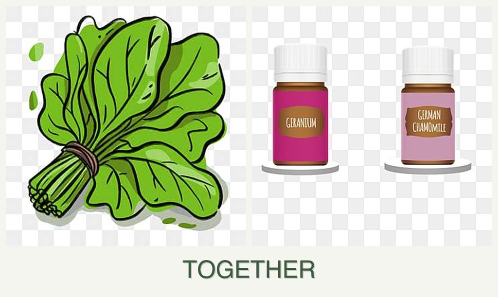 Can you plant spinach and geraniums together?
