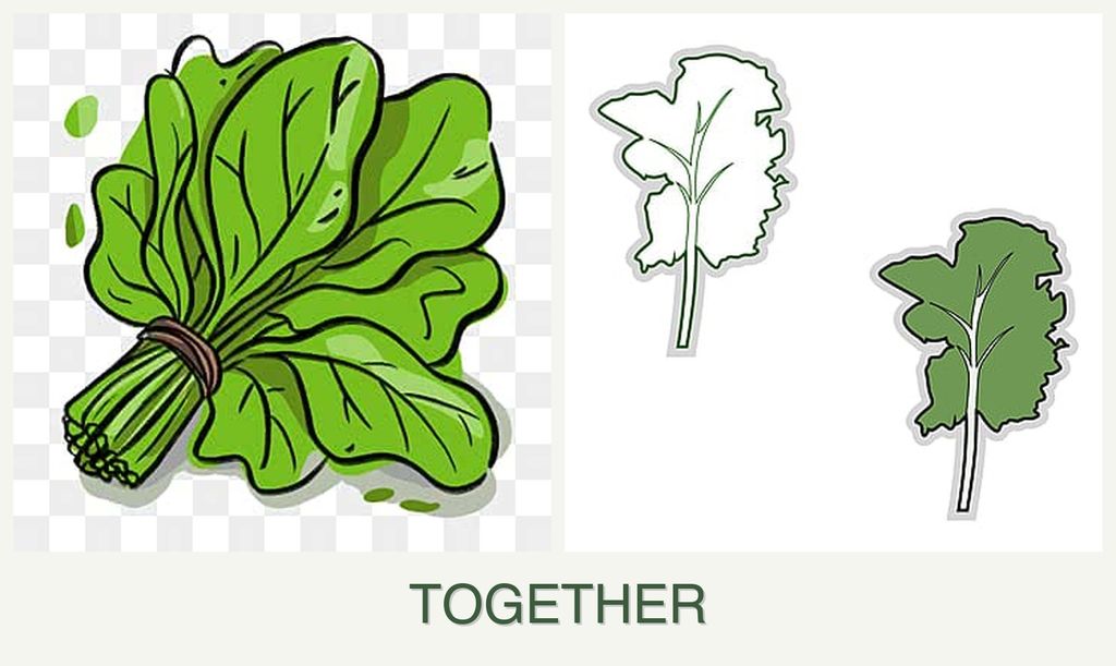Can you plant spinach and kale together?