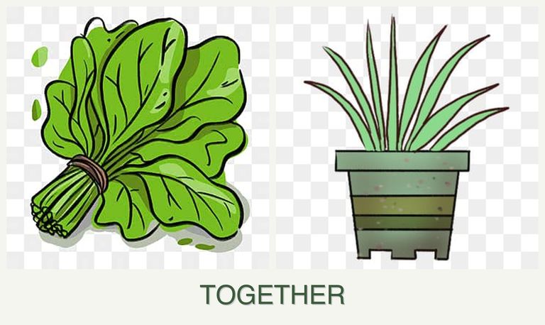 Can you plant spinach and lemongrass together?